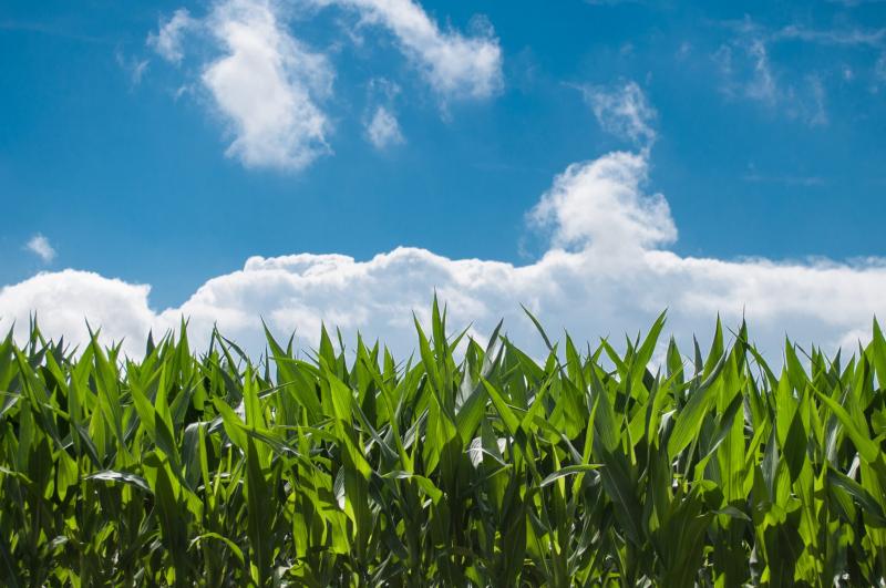 A kukorica toxikus anyagokkal való szennyeződése: Mit érdemes tudni? - Agrotrend

A kukorica minősége és biztonsága kiemelkedő fontosságú a mezőgazdaságban. A toxikus anyagok megjelenése a kukorica termesztésében számos tényezőre vezethető vissza. Az egyi