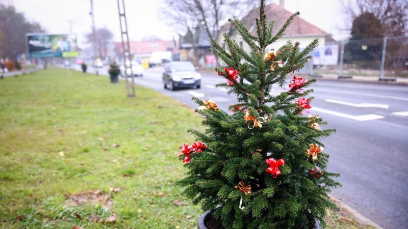 TEOL - Egy különleges látványban gyönyörködhetünk: a város utcáin több kilométeren át csodásan feldíszített karácsonyfák sorakoznak, varázslatos ünnepi hangulatot teremtve.