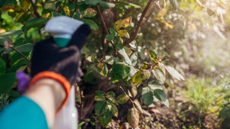 Figyelem, kedves kerttulajdonosok! Fontos információk következnek, melyeket érdemes megfontolni, mielőtt megérkezik a fagyos időszak - Agro Napló.